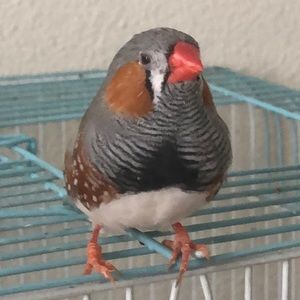 Meet your Posher, Veronica